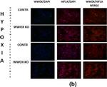 Rabbit IgG (H+L) Highly Cross-Adsorbed Secondary Antibody in Immunocytochemistry (ICC/IF)