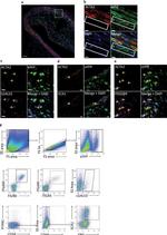 Ly-6A/E (Sca-1) Antibody in Flow Cytometry (Flow)