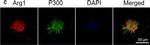 Rabbit IgG (H+L) Cross-Adsorbed Secondary Antibody in Immunohistochemistry (Frozen) (IHC (F))