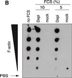 Mouse IgG (H+L) Secondary Antibody in Western Blot (WB)