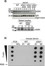 Mouse IgG (H+L) Secondary Antibody in Western Blot (WB)