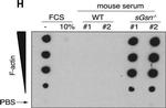 Mouse IgG (H+L) Secondary Antibody in Western Blot (WB)