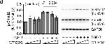 Rabbit IgG (H+L) Cross-Adsorbed Secondary Antibody in Western Blot (WB)