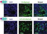 Mouse IgG (H+L) Secondary Antibody in Immunocytochemistry (ICC/IF)