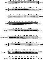 Mouse IgG (H+L) Secondary Antibody in Western Blot (WB)