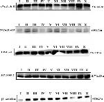 Mouse IgG (H+L) Secondary Antibody in Western Blot (WB)