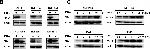 Mouse IgG (H+L) Secondary Antibody in Western Blot (WB)