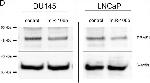 Mouse IgG (H+L) Secondary Antibody in Western Blot (WB)