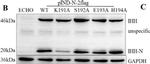 Mouse IgG (H+L) Secondary Antibody in Western Blot (WB)