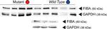 Mouse IgG (H+L) Secondary Antibody in Western Blot (WB)