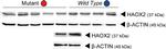 Mouse IgG (H+L) Secondary Antibody in Western Blot (WB)