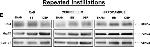 Rabbit IgG (H+L) Secondary Antibody in Western Blot (WB)