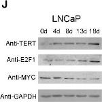 Rabbit IgG (H+L) Secondary Antibody in Western Blot (WB)