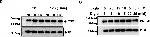 Rabbit IgG (H+L) Secondary Antibody in Western Blot (WB)