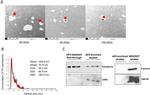 CD63 Antibody in Western Blot (WB)