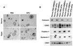 CD63 Antibody in Western Blot (WB)