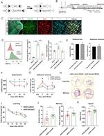 CD11c Antibody in Flow Cytometry (Flow)