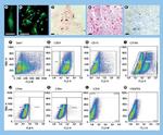 CD73 Antibody in Flow Cytometry (Flow)