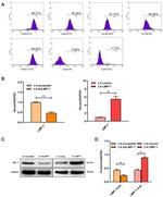 CD90 (Thy-1) Antibody in Flow Cytometry (Flow)