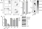 CD34 Antibody in Flow Cytometry (Flow)