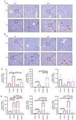 CD45.2 Antibody in Immunohistochemistry (IHC)