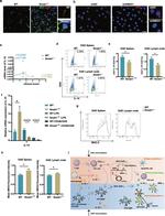 IL-4 Antibody in Flow Cytometry (Flow)