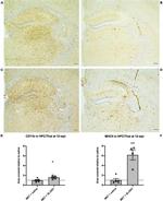 MHC Class II (I-A/I-E) Antibody in Immunohistochemistry (IHC)