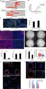 FOXJ1 Antibody in Immunocytochemistry, Immunohistochemistry (ICC/IF, IHC)