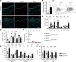 FOXP3 Antibody in Flow Cytometry (Flow)