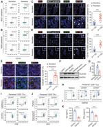 IFN gamma Antibody in Flow Cytometry (Flow)