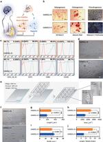 CD105 (Endoglin) Antibody in Flow Cytometry (Flow)