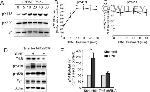 Phospho-SRC (Tyr529) Antibody in Western Blot (WB)