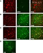 MHC Class II (I-A/I-E) Antibody in Immunohistochemistry (IHC)