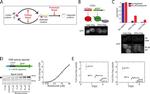 HA Tag Antibody in Western Blot (WB)