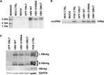 GAPDH Antibody in Western Blot (WB)