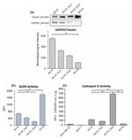 GAPDH Antibody in Western Blot (WB)