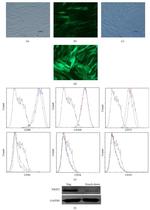 CD105 (Endoglin) Antibody in Flow Cytometry (Flow)