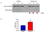 CDK4 Antibody in Western Blot (WB)