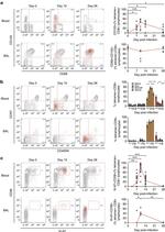 CD103 (Integrin alpha E) Antibody in Flow Cytometry (Flow)