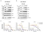 beta Actin Antibody in Western Blot (WB)