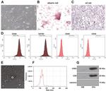 CD34 Antibody in Flow Cytometry (Flow)