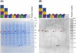 6x-His Tag Antibody in Western Blot (WB)