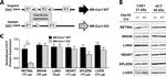 Actin Antibody in Western Blot (WB)