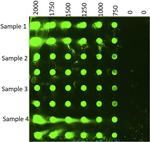 Tau Antibody in Dot Blot (DB)