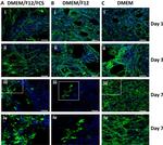 beta Tubulin Loading Control Antibody in Immunohistochemistry (IHC)