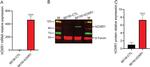 beta Tubulin Loading Control Antibody in Western Blot (WB)