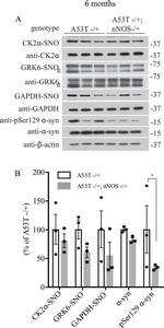 GAPDH Antibody in Western Blot (WB)