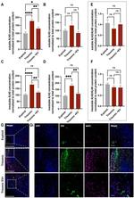 MAP2 Antibody in Immunohistochemistry (IHC)