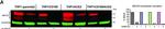 Rabbit IgG (H+L) Secondary Antibody in Western Blot (WB)