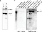 Mouse IgG (H+L) Secondary Antibody in Western Blot (WB)